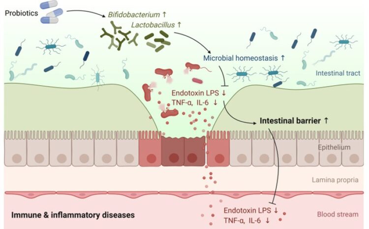  Permeabilidade intestinal: moda ou mecanismo fisiológico?