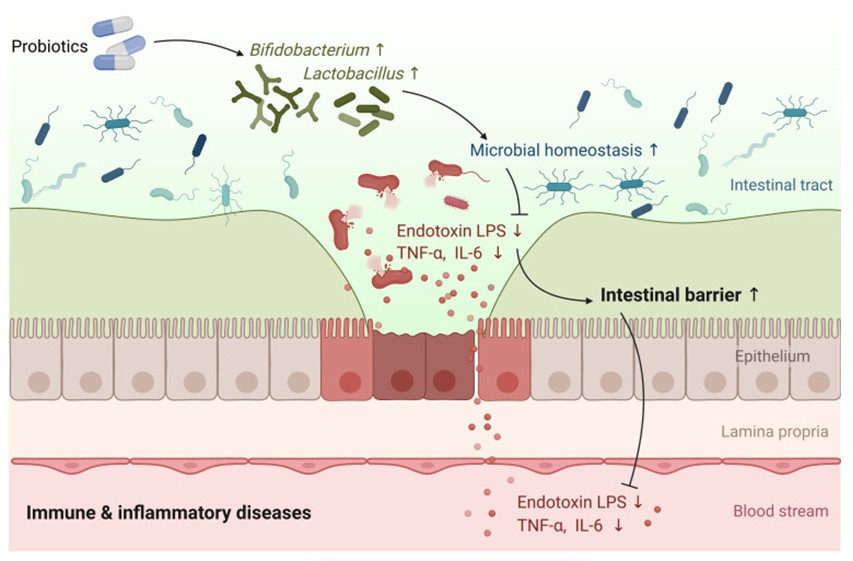 Permeabilidade intestinal: moda ou mecanismo fisiológico?